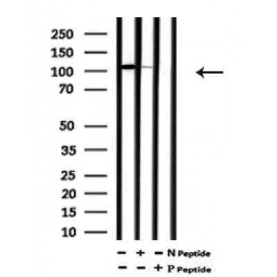 AF7198 at 1/100 staining mouse spleen tissue sections by IHC-P. The tissue was formaldehyde fixed and a heat mediated antigen retrieval step in citrate buffer was performed. The tissue was then blocked and incubated with the antibody for 1.5 hours at 22¡ãC. An HRP conjugated goat anti-rabbit antibody was used as the secondary