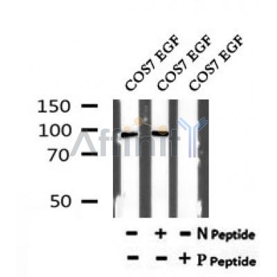 Western blot analysis of Phospho-Progesterone Receptor (Ser79+Ser81) in lysates of COS7 EGF, using Phospho-Progesterone Receptor (Ser79+Ser81) Antibody(AF7199).