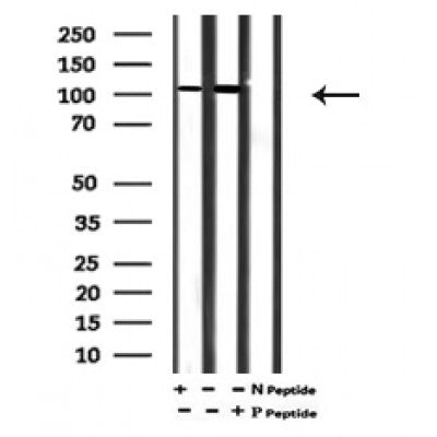 AF7200 at 1/100 staining mouse heart tissue sections by IHC-P. The tissue was formaldehyde fixed and a heat mediated antigen retrieval step in citrate buffer was performed. The tissue was then blocked and incubated with the antibody for 1.5 hours at 22¡ãC. An HRP conjugated goat anti-rabbit antibody was used as the secondary