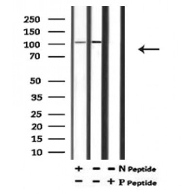 AF7201 at 1/100 staining mouse lung tissue sections by IHC-P. The tissue was formaldehyde fixed and a heat mediated antigen retrieval step in citrate buffer was performed. The tissue was then blocked and incubated with the antibody for 1.5 hours at 22¡ãC. An HRP conjugated goat anti-rabbit antibody was used as the secondary