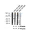 AF7202 at 1/100 staining mouse heart tissue sections by IHC-P. The tissue was formaldehyde fixed and a heat mediated antigen retrieval step in citrate buffer was performed. The tissue was then blocked and incubated with the antibody for 1.5 hours at 22¡ãC. An HRP conjugated goat anti-rabbit antibody was used as the secondary