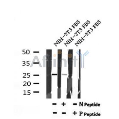 AF7202 at 1/100 staining mouse heart tissue sections by IHC-P. The tissue was formaldehyde fixed and a heat mediated antigen retrieval step in citrate buffer was performed. The tissue was then blocked and incubated with the antibody for 1.5 hours at 22¡ãC. An HRP conjugated goat anti-rabbit antibody was used as the secondary