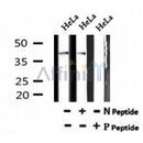 AF7203 at 1/100 staining mouse heart tissue sections by IHC-P. The tissue was formaldehyde fixed and a heat mediated antigen retrieval step in citrate buffer was performed. The tissue was then blocked and incubated with the antibody for 1.5 hours at 22¡ãC. An HRP conjugated goat anti-rabbit antibody was used as the secondary