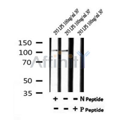 Western blot analysis of Phospho-M-CSF Receptor (Tyr546) in lysates of 293 LPS 100ng/ml 30', using Phospho-M-CSF Receptor (Tyr546) Antibody(AF7204).