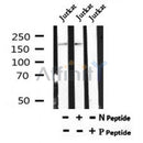 AF7206 at 1/100 staining mouse heart tissue sections by IHC-P. The tissue was formaldehyde fixed and a heat mediated antigen retrieval step in citrate buffer was performed. The tissue was then blocked and incubated with the antibody for 1.5 hours at 22¡ãC. An HRP conjugated goat anti-rabbit antibody was used as the secondary