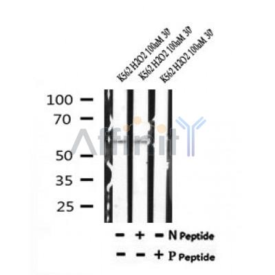 AF7208 at 1/100 staining mouse brain tissue sections by IHC-P. The tissue was formaldehyde fixed and a heat mediated antigen retrieval step in citrate buffer was performed. The tissue was then blocked and incubated with the antibody for 1.5 hours at 22¡ãC. An HRP conjugated goat anti-rabbit antibody was used as the secondary
