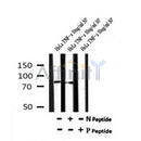 Western blot analysis of Phospho-HSP90B (Ser226) in lysates of HeLa TNF-a 10ng/ml 30', using Phospho-HSP90B (Ser226) Antibody(AF7210).