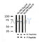Western blot analysis of Phospho-A-RAF (Ser582) in lysates of HeLa , using Phospho-A-RAF (Ser582) Antibody(AF7213).