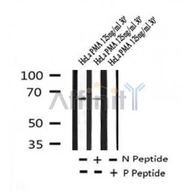 Western blot analysis of Phospho-A-RAF (Ser582) in lysates of HeLa , using Phospho-A-RAF (Ser582) Antibody(AF7213).