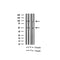 AF3219 staining HeLa by IF/ICC. The sample were fixed with PFA and permeabilized in 0.1% Triton X-100,then blocked in 10% serum for 45 minutes at 25¡ãC. The primary antibody was diluted at 1/200 and incubated with the sample for 1 hour at 37¡ãC. An  Alexa Fluor 594 conjugated goat anti-rabbit IgG (H+L) Ab, diluted at 1/600, was used as the secondary antibod