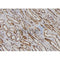AF7218 at 1/100 staining mouse lung tissue sections by IHC-P. The tissue was formaldehyde fixed and a heat mediated antigen retrieval step in citrate buffer was performed. The tissue was then blocked and incubated with the antibody for 1.5 hours at 22¡ãC. An HRP conjugated goat anti-rabbit antibody was used as the secondary