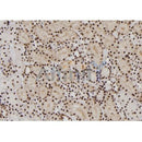AF7220 at 1/100 staining human liver tissue sections by IHC-P. The tissue was formaldehyde fixed and a heat mediated antigen retrieval step in citrate buffer was performed. The tissue was then blocked and incubated with the antibody for 1.5 hours at 22¡ãC. An HRP conjugated goat anti-rabbit antibody was used as the secondary