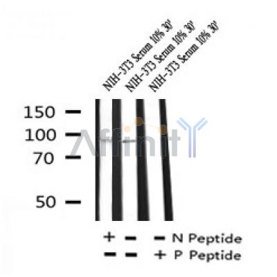 AF7221 at 1/100 staining human brain tissue sections by IHC-P. The tissue was formaldehyde fixed and a heat mediated antigen retrieval step in citrate buffer was performed. The tissue was then blocked and incubated with the antibody for 1.5 hours at 22¡ãC. An HRP conjugated goat anti-rabbit antibody was used as the secondary