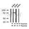 Western blot analysis of Phospho-L-plastin (Tyr300) in lysates of Jurkat?, using Phospho-L-plastin (Tyr300) Antibody(AF7224).