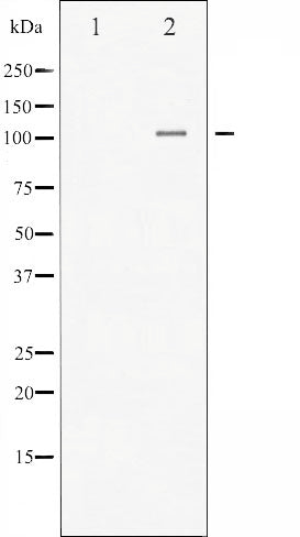 AF3220 staining HeLa by IF/ICC. The sample were fixed with PFA and permeabilized in 0.1% Triton X-100,then blocked in 10% serum for 45 minutes at 25¡ãC. The primary antibody was diluted at 1/200 and incubated with the sample for 1 hour at 37¡ãC. An  Alexa Fluor 594 conjugated goat anti-rabbit IgG (H+L) Ab, diluted at 1/600, was used as the secondary antibod
