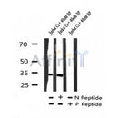 AF7233 at 1/100 staining human kidney tissue sections by IHC-P. The tissue was formaldehyde fixed and a heat mediated antigen retrieval step in citrate buffer was performed. The tissue was then blocked and incubated with the antibody for 1.5 hours at 22¡ãC. An HRP conjugated goat anti-rabbit antibody was used as the secondary
