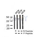 AF7235 at 1/100 staining human kidney tissue sections by IHC-P. The tissue was formaldehyde fixed and a heat mediated antigen retrieval step in citrate buffer was performed. The tissue was then blocked and incubated with the antibody for 1.5 hours at 22¡ãC. An HRP conjugated goat anti-rabbit antibody was used as the secondary