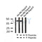 AF7236 at 1/100 staining human brain tissue sections by IHC-P. The tissue was formaldehyde fixed and a heat mediated antigen retrieval step in citrate buffer was performed. The tissue was then blocked and incubated with the antibody for 1.5 hours at 22¡ãC. An HRP conjugated goat anti-rabbit antibody was used as the secondary