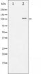 AF3221 staining HeLa by IF/ICC. The sample were fixed with PFA and permeabilized in 0.1% Triton X-100,then blocked in 10% serum for 45 minutes at 25¡ãC. The primary antibody was diluted at 1/200 and incubated with the sample for 1 hour at 37¡ãC. An  Alexa Fluor 594 conjugated goat anti-rabbit IgG (H+L) Ab, diluted at 1/600, was used as the secondary antibod