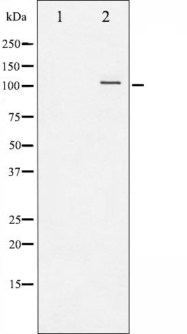 AF3221 staining HeLa by IF/ICC. The sample were fixed with PFA and permeabilized in 0.1% Triton X-100,then blocked in 10% serum for 45 minutes at 25¡ãC. The primary antibody was diluted at 1/200 and incubated with the sample for 1 hour at 37¡ãC. An  Alexa Fluor 594 conjugated goat anti-rabbit IgG (H+L) Ab, diluted at 1/600, was used as the secondary antibod