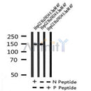 AF7238 at 1/100 staining human liver tissue sections by IHC-P. The tissue was formaldehyde fixed and a heat mediated antigen retrieval step in citrate buffer was performed. The tissue was then blocked and incubated with the antibody for 1.5 hours at 22¡ãC. An HRP conjugated goat anti-rabbit antibody was used as the secondary