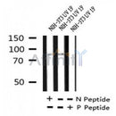 AF7239 at 1/100 staining human liver tissue sections by IHC-P. The tissue was formaldehyde fixed and a heat mediated antigen retrieval step in citrate buffer was performed. The tissue was then blocked and incubated with the antibody for 1.5 hours at 22¡ãC. An HRP conjugated goat anti-rabbit antibody was used as the secondary