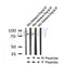 AF7245 at 1/100 staining rat brain tissue sections by IHC-P. The tissue was formaldehyde fixed and a heat mediated antigen retrieval step in citrate buffer was performed. The tissue was then blocked and incubated with the antibody for 1.5 hours at 22¡ãC. An HRP conjugated goat anti-rabbit antibody was used as the secondary