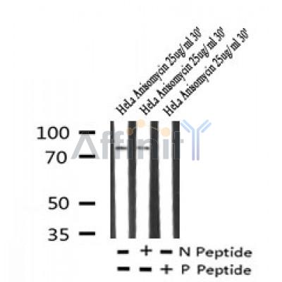 AF7245 at 1/100 staining rat brain tissue sections by IHC-P. The tissue was formaldehyde fixed and a heat mediated antigen retrieval step in citrate buffer was performed. The tissue was then blocked and incubated with the antibody for 1.5 hours at 22¡ãC. An HRP conjugated goat anti-rabbit antibody was used as the secondary