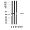 AF7246 at 1/100 staining human kidney tissue sections by IHC-P. The tissue was formaldehyde fixed and a heat mediated antigen retrieval step in citrate buffer was performed. The tissue was then blocked and incubated with the antibody for 1.5 hours at 22¡ãC. An HRP conjugated goat anti-rabbit antibody was used as the secondary