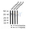 Western blot analysis of Phospho-C/EBPbeta (Ser76) in lysates of HepG2 EGF 200ng/ml 30', using Phospho-C/EBPbeta (Ser76) Antibody(AF7247).