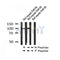AF7248 at 1/100 staining rat kidney tissue sections by IHC-P. The tissue was formaldehyde fixed and a heat mediated antigen retrieval step in citrate buffer was performed. The tissue was then blocked and incubated with the antibody for 1.5 hours at 22¡ãC. An HRP conjugated goat anti-rabbit antibody was used as the secondary