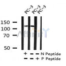 Western blot analysis of Phospho-Vinculin (Tyr692) in lysates of PC-3?, using Phospho-Vinculin (Tyr692) Antibody(AF7249).