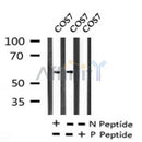 Western blot analysis of Phospho-GABA-RB (Ser410) in lysates of COS7, using Phospho-GABA-RB (Ser410) Antibody(AF7251).