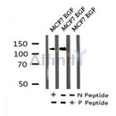 AF7265 at 1/100 staining rat kidney tissue sections by IHC-P. The tissue was formaldehyde fixed and a heat mediated antigen retrieval step in citrate buffer was performed. The tissue was then blocked and incubated with the antibody for 1.5 hours at 22¡ãC. An HRP conjugated goat anti-rabbit antibody was used as the secondary