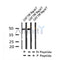 AF7270 at 1/100 staining rat kidney tissue sections by IHC-P. The tissue was formaldehyde fixed and a heat mediated antigen retrieval step in citrate buffer was performed. The tissue was then blocked and incubated with the antibody for 1.5 hours at 22¡ãC. An HRP conjugated goat anti-rabbit antibody was used as the secondary