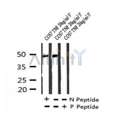 AF7270 at 1/100 staining rat kidney tissue sections by IHC-P. The tissue was formaldehyde fixed and a heat mediated antigen retrieval step in citrate buffer was performed. The tissue was then blocked and incubated with the antibody for 1.5 hours at 22¡ãC. An HRP conjugated goat anti-rabbit antibody was used as the secondary