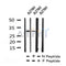 Western blot analysis of Phospho-CDK1/CDC2 (Tyr15) in lysates of A2780, using Phospho-CDK1/CDC2 (Tyr15) Antibody(AF7274).