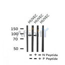AF7275 at 1/100 staining rat lung tissue sections by IHC-P. The tissue was formaldehyde fixed and a heat mediated antigen retrieval step in citrate buffer was performed. The tissue was then blocked and incubated with the antibody for 1.5 hours at 22¡ãC. An HRP conjugated goat anti-rabbit antibody was used as the secondary