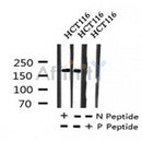 AF7277 at 1/100 staining rat brain tissue sections by IHC-P. The tissue was formaldehyde fixed and a heat mediated antigen retrieval step in citrate buffer was performed. The tissue was then blocked and incubated with the antibody for 1.5 hours at 22¡ãC. An HRP conjugated goat anti-rabbit antibody was used as the secondary
