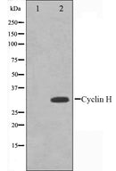 Western blot analysis on HeLa cell lysate using Cyclin H Antibody.The lane on the left is treated with the antigen-specific peptide.