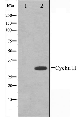 Western blot analysis on HeLa cell lysate using Cyclin H Antibody.The lane on the left is treated with the antigen-specific peptide.