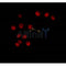 AF0088 staining HeLa by IF/ICC. The sample were fixed with PFA and permeabilized in 0.1% Triton X-100,then blocked in 10% serum for 45 minutes at 25¡ãC. The primary antibody was diluted at 1/200 and incubated with the sample for 1 hour at 37¡ãC. An  Alexa Fluor 594 conjugated goat anti-rabbit IgG (H+L) Ab, diluted at 1/600, was used as the secondary antibod