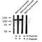 AF7285 at 1/100 staining rat lung tissue sections by IHC-P. The tissue was formaldehyde fixed and a heat mediated antigen retrieval step in citrate buffer was performed. The tissue was then blocked and incubated with the antibody for 1.5 hours at 22¡ãC. An HRP conjugated goat anti-rabbit antibody was used as the secondary