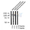AF7286 at 1/100 staining mouse lung tissue sections by IHC-P. The tissue was formaldehyde fixed and a heat mediated antigen retrieval step in citrate buffer was performed. The tissue was then blocked and incubated with the antibody for 1.5 hours at 22¡ãC. An HRP conjugated goat anti-rabbit antibody was used as the secondary