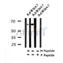 AF7287 at 1/100 staining human kidney tissue sections by IHC-P. The tissue was formaldehyde fixed and a heat mediated antigen retrieval step in citrate buffer was performed. The tissue was then blocked and incubated with the antibody for 1.5 hours at 22¡ãC. An HRP conjugated goat anti-rabbit antibody was used as the secondary