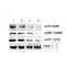 Western blot analysis of Phospho-p70 S6 Kinase (Thr389/412)   using various lysates   Lanes 1 - 2: Merged signal (red and green). Green - AF3228 observed at 70 kDa. Red - loading control, T0023, observed at 55 kDa.   Blots were developed with Goat Anti-Rabbit IgG(H+L) FITC–conjugated (S0008) and Goat Anti-Mouse IgG(H+L) Alexa Fluor 594–conjugated  (S0005) secondary antibodies