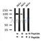 Western blot analysis of Phospho-CTNNA1 (Tyr177) in lysates of HeLa?, using Phospho-CTNNA1 (Tyr177) Antibody(AF7295).