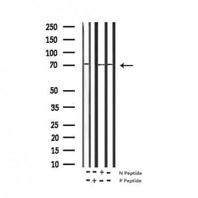 AF3229 staining NIH-3T3 by IF/ICC. The sample were fixed with PFA and permeabilized in 0.1% Triton X-100,then blocked in 10% serum for 45 minutes at 25¡ãC. The primary antibody was diluted at 1/200 and incubated with the sample for 1 hour at 37¡ãC. An  Alexa Fluor 594 conjugated goat anti-rabbit IgG (H+L) Ab, diluted at 1/600, was used as the secondary antibod