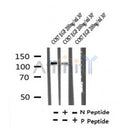Western blot analysis of Phospho-FLT3 (Tyr631) in lysates of COS7 EGF 200ng/ml 30', using Phospho-FLT3 (Tyr631) Antibody(AF7298).