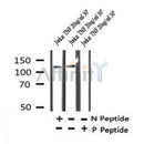 AF7299 at 1/100 staining human liver tissue sections by IHC-P. The tissue was formaldehyde fixed and a heat mediated antigen retrieval step in citrate buffer was performed. The tissue was then blocked and incubated with the antibody for 1.5 hours at 22¡ãC. An HRP conjugated goat anti-rabbit antibody was used as the secondary